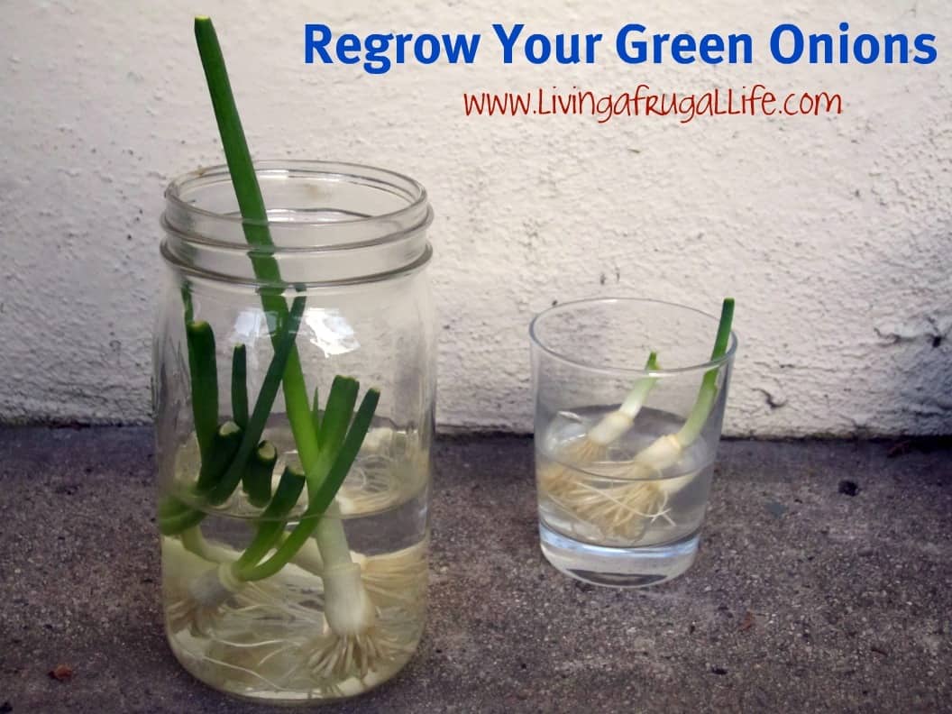 Regrow Your Green Onions