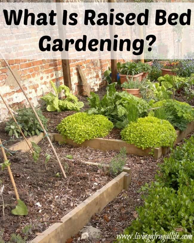 Find out what raised bed gardening is and why it is beneficial to have in many situations. This is a great vegetable or flower garden for small spaces.