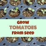 grow tomatoes from seeds #gardening