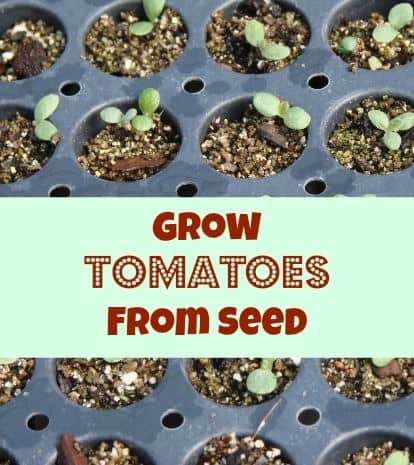This step by step guide on how to grow tomatoes from seeds is the easiest way to grow them! You can do it indoors or outdoors using items around your house!