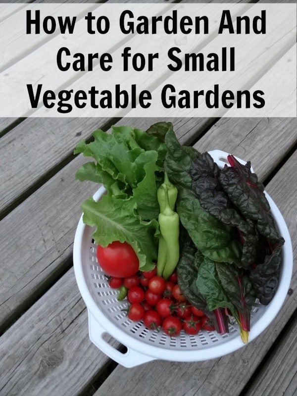 Learn how to garden in small vegetable gardens. Includes how to care for small vegetable gardens, what containers to use and more!