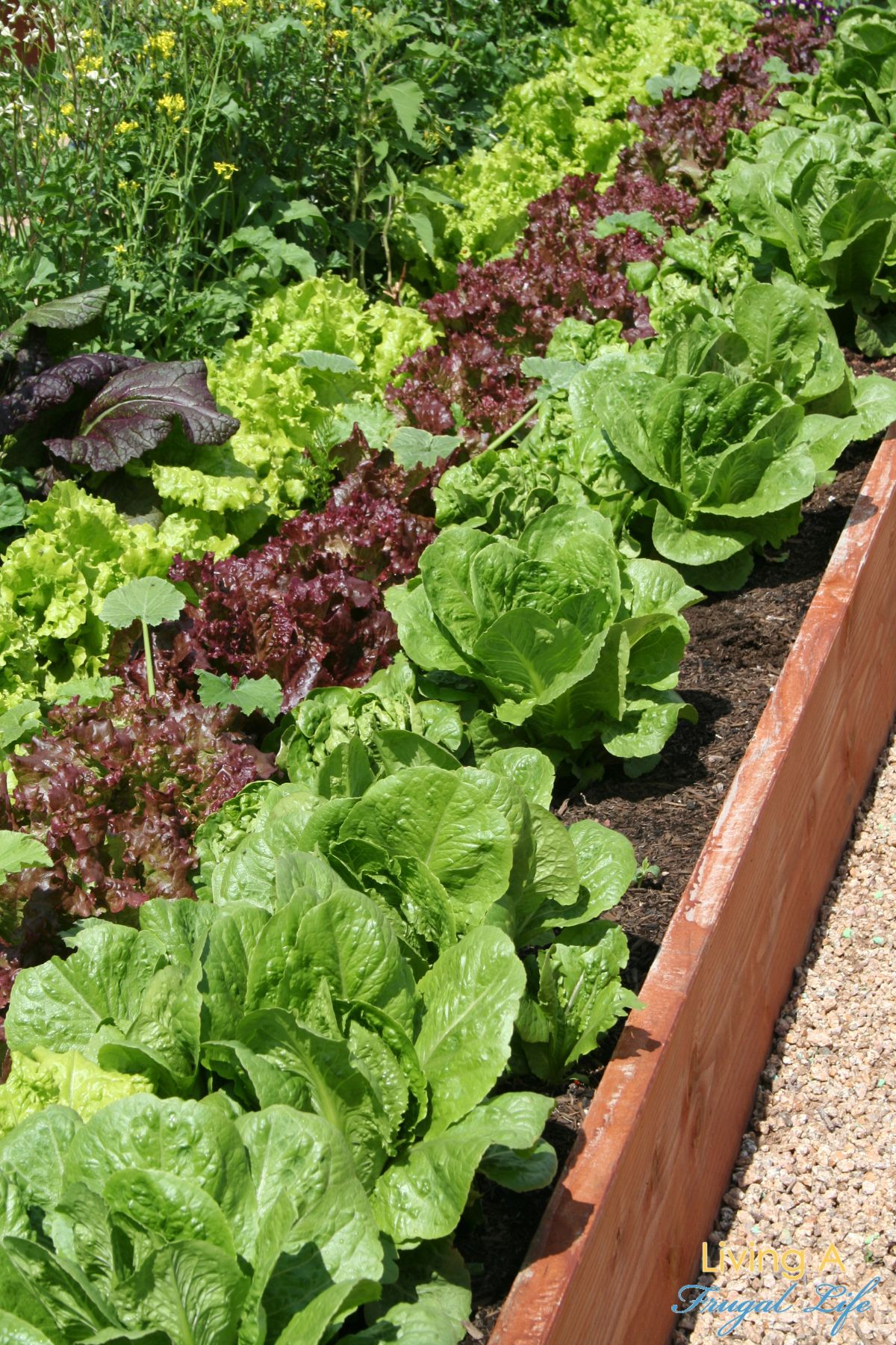 Rows of different kinds of lettuce in q raised bed garden.