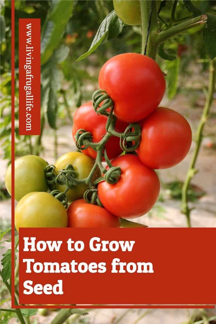 How to Grow Tomatoes from Seed