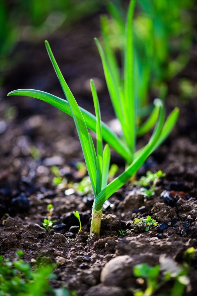 Green onions growing in a garden.