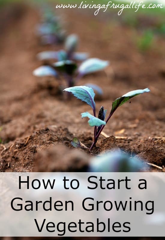 Are you trying to learn how to start a garden growing vegetables? Learn step by step instructions to start a garden and how to get the most vegetables.