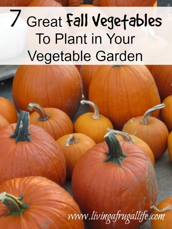 Are you looking for easy to grow fall vegetables to plant in your vegetable garden? These 7 vegetables are great options for any fall vegetable garden!