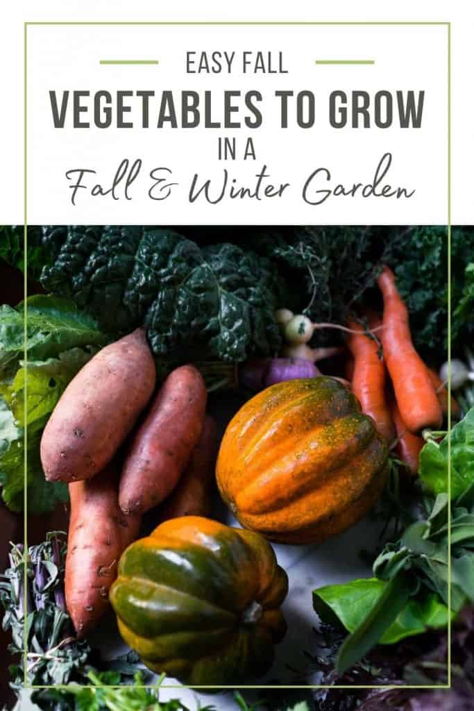 Sweet potatoes, acorn squash and carrots in a bunch with text that says easy fall vegetables to grow in a fall and winter garden