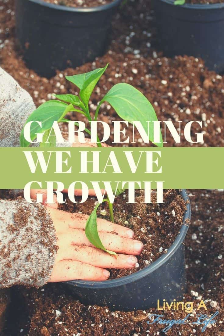 Gardening: We Have Growth!