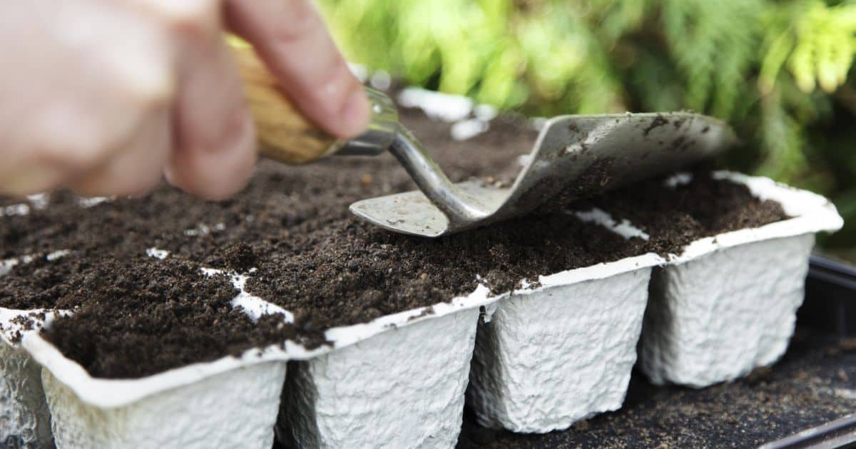 spreading soil in a seed tray with a trowel