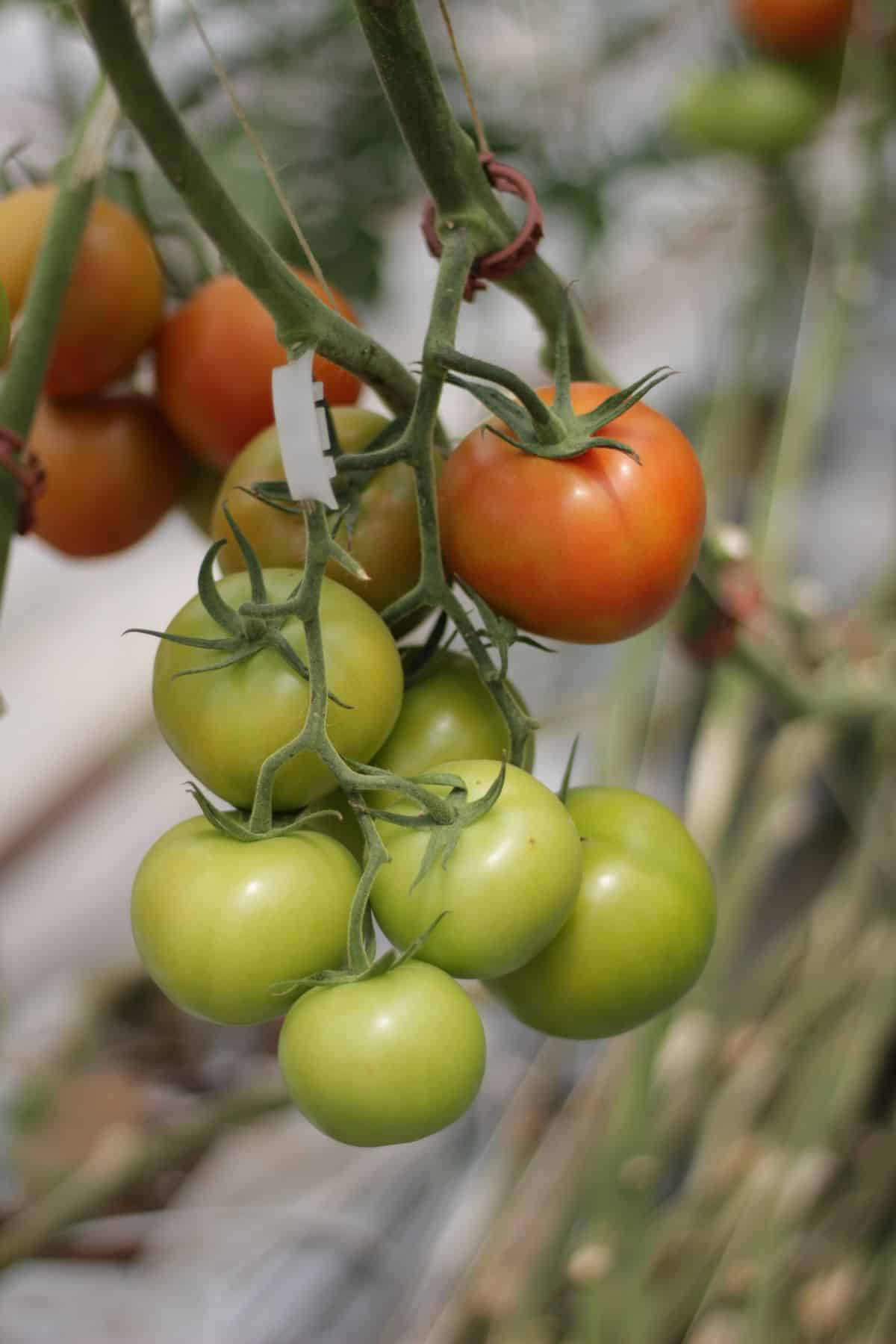 A bunch of tomatoes growing on the vine.